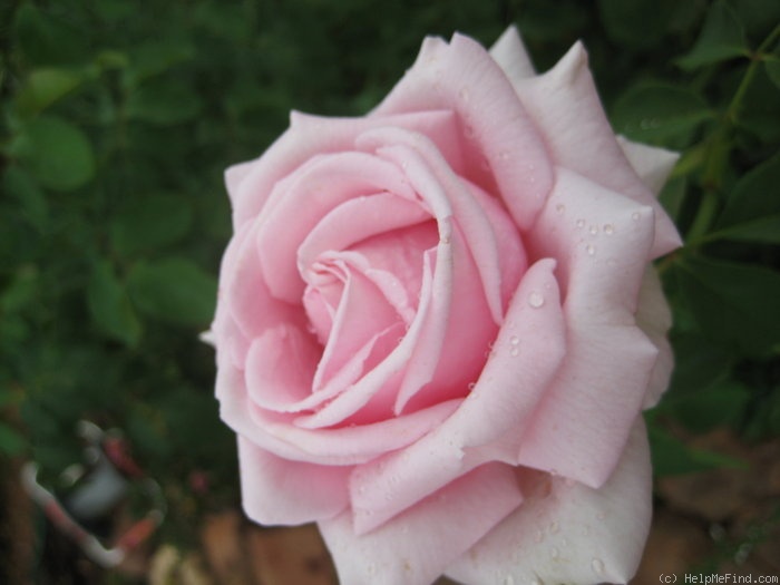 'The Children's Rose (hybrid tea, Meilland 1994)' rose photo