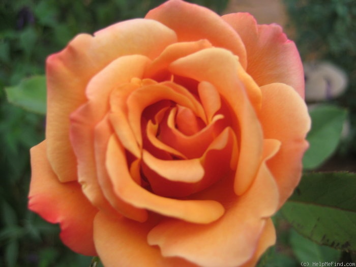 'Tuscan Sun ™' rose, click to enlarge 'Tuscan Sun ™' rose photo