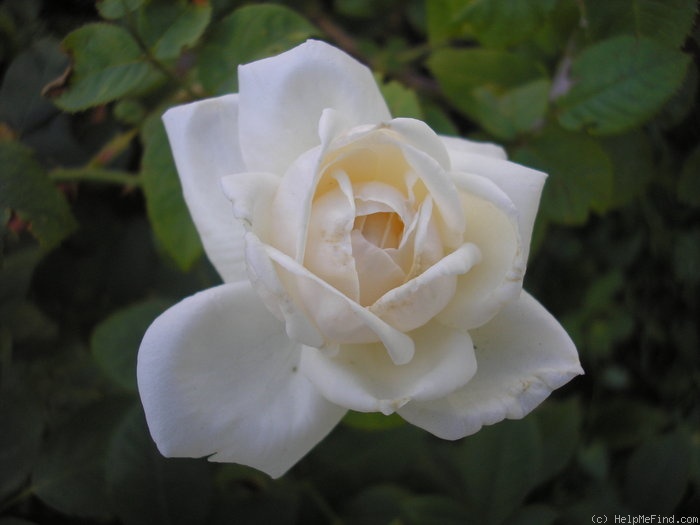 'Fürstin von Pless' rose photo