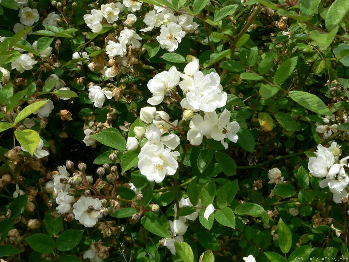 'Pacquerette' rose photo