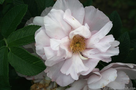 'Wild Pearl' rose photo