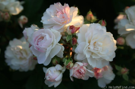 'Guirlande Leda' rose photo