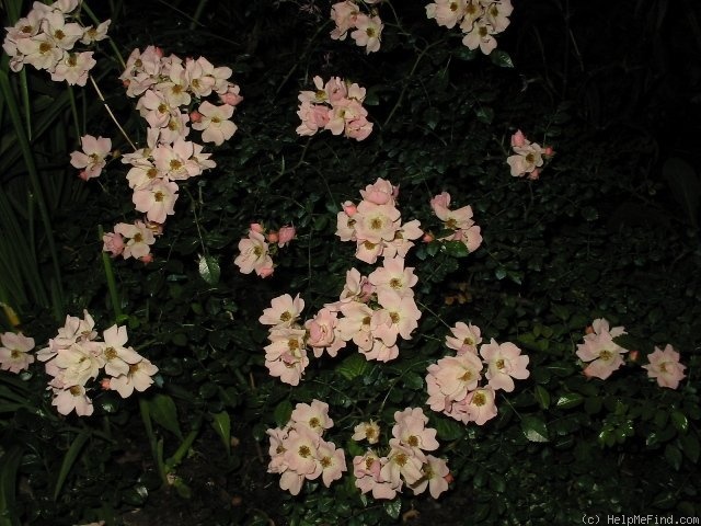 'Repandia ® (shrub, Kordes, 1982)' rose photo