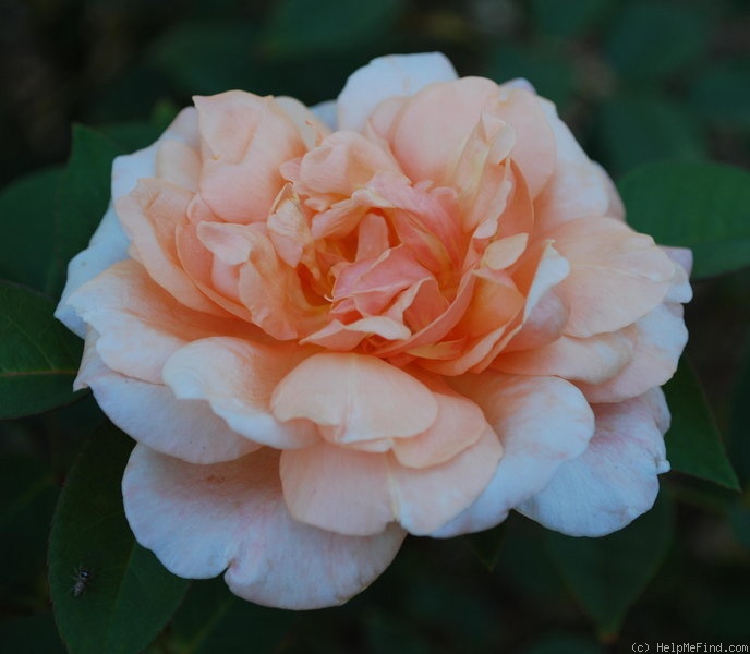 'Lady Roberts' rose photo