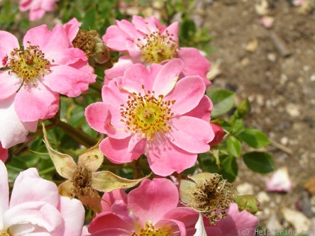 'Petit Four ®' rose photo