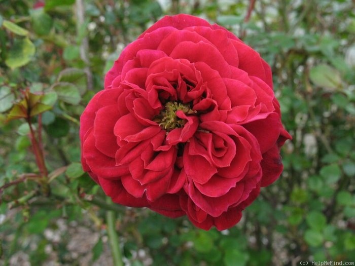 'Billie Teas' rose photo
