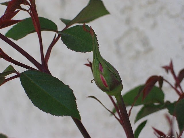 'Archiduc Joseph' rose photo