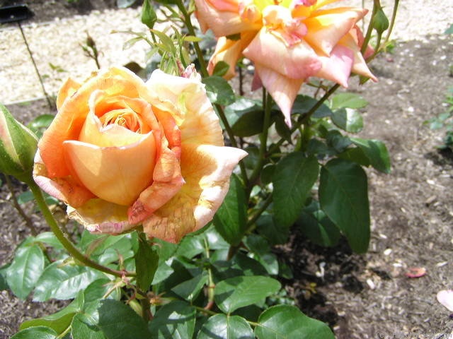 'Journey's End' rose photo