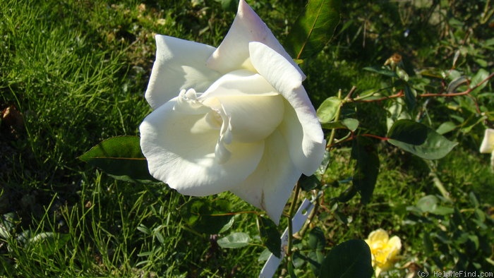 'Bridal Robe' rose photo