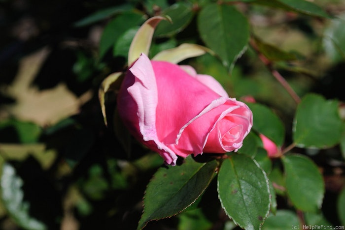 'Susan Louise' rose photo