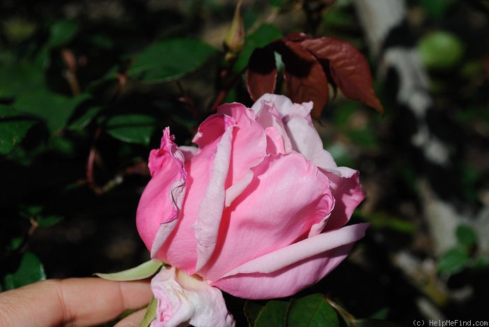 'Susan Louise' rose photo