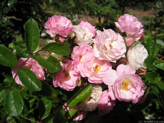 'Dorcas (rambler, English, 1922)' rose photo