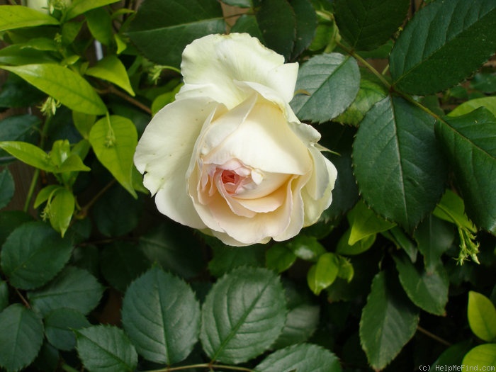 'Palais Royal ®' rose photo