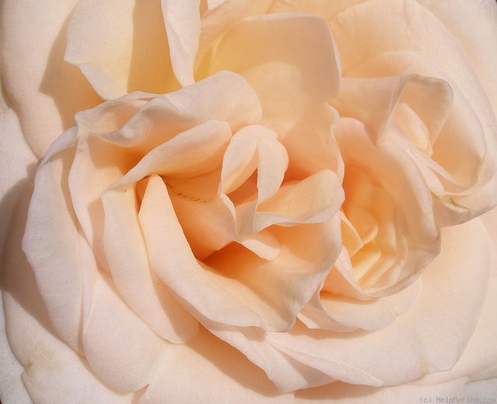 'Mon Jardin & Ma Maison ®' rose photo