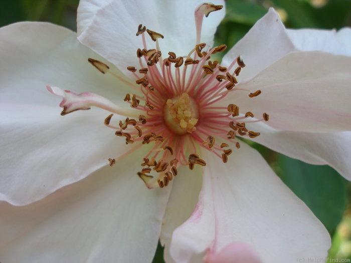 'Petit Trianon ®' rose photo