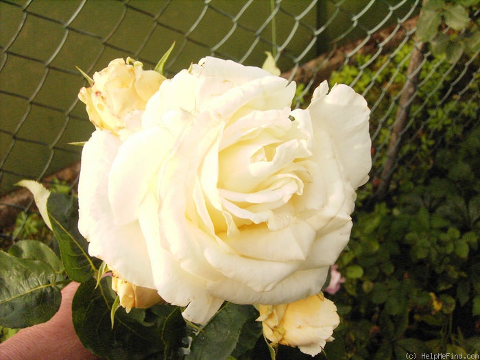 'White Swan' rose photo