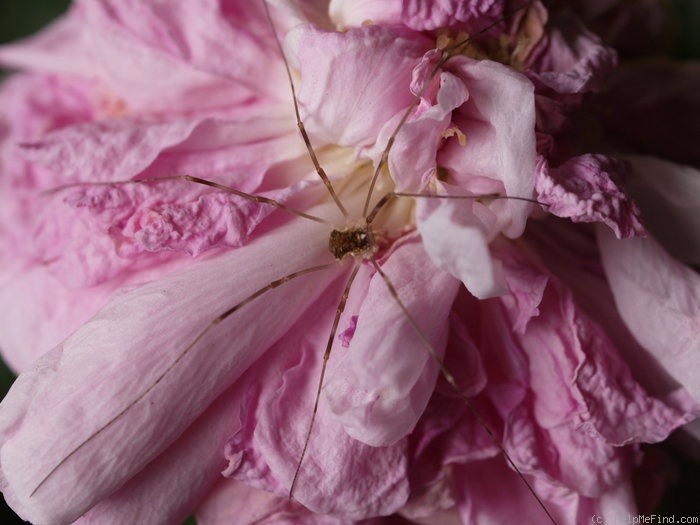 'René d'Anjou (perpetual moss, Robert, 1853)' rose photo