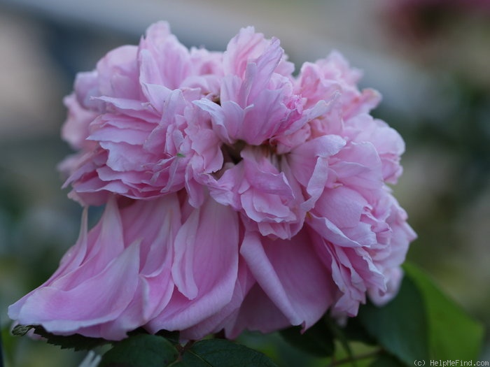 'Jacques Cartier' rose photo