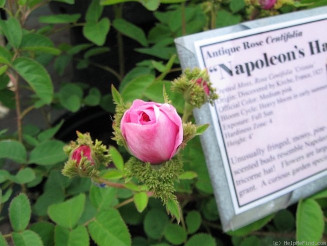 'Centifolia Cristata' rose photo