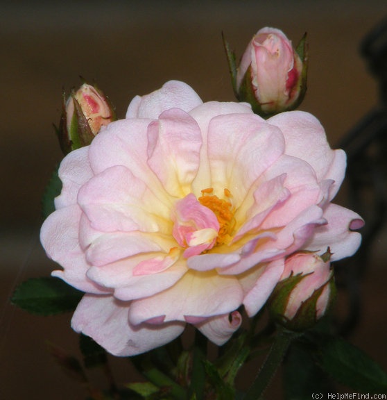 'Baby Betsy McCall' rose, click to enlarge 'Baby Betsy McCall' rose photo