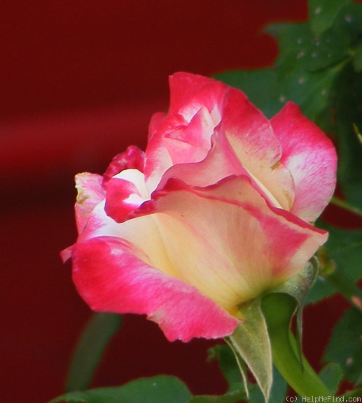 'Double Delight ®' rose photo