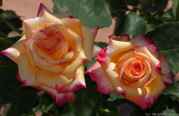 'Dream Come True ™ (grandiflora, Pottschmidt, 2006)' rose, click to enlarge 'Dream Come True ™ (grandiflora, Pottschmidt, 2006)' rose photo