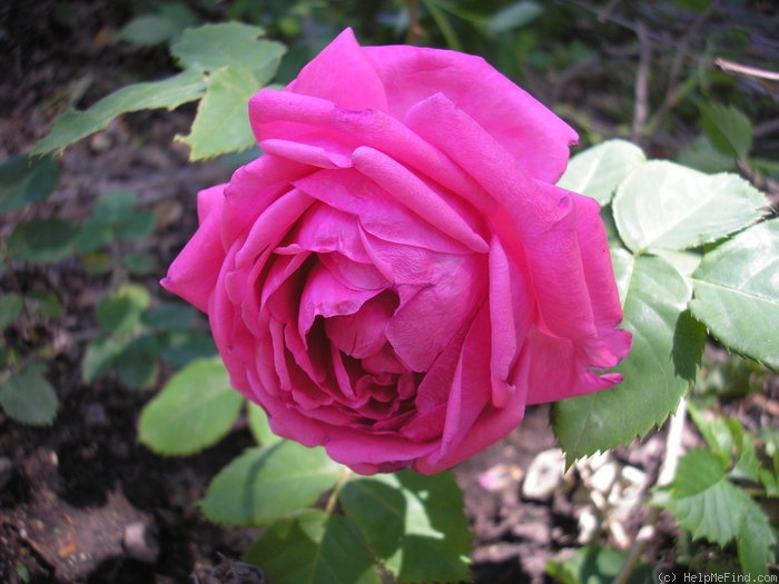 'Virginia Reel' rose photo