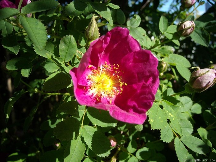 'Red Nelly' rose photo