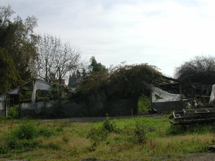 'Sequoia Nursery, Moore Miniature Roses Historic Archive'  photo