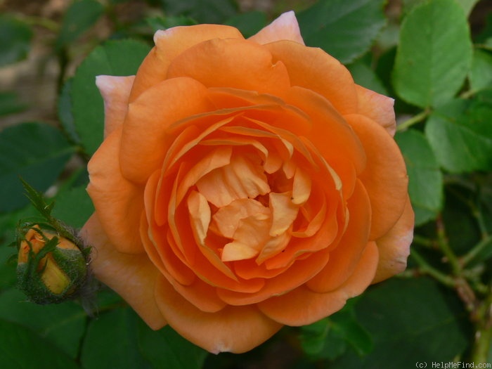 'Bendigold' rose photo