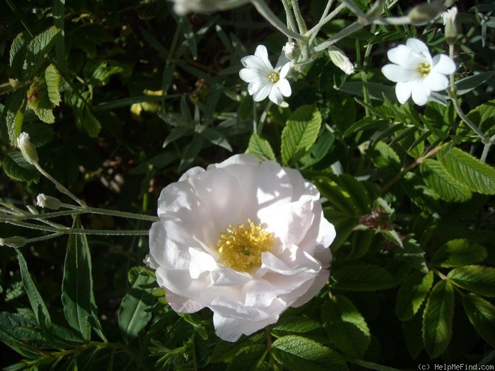 'Henry Hudson' rose photo