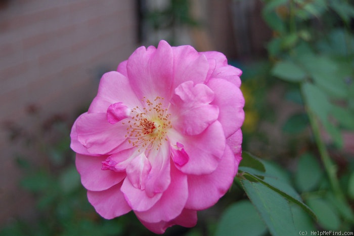 'Abbott - 077677' rose photo