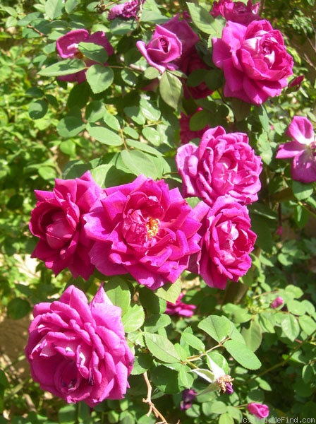 'CHXPB' rose photo