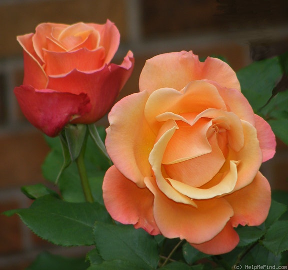'Tuscan Sun ™' rose photo