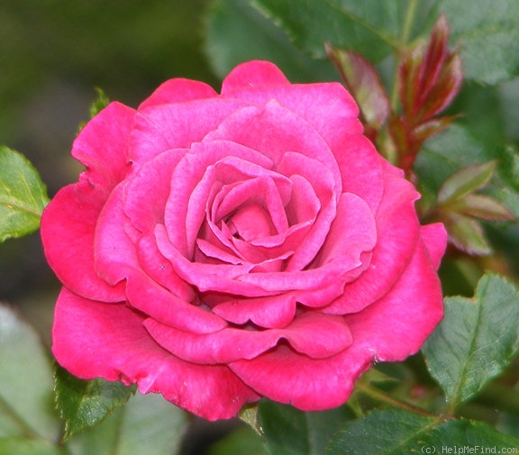 'Wild Plum ™' rose photo