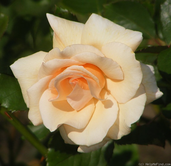 'Winter Sunset (Shrub, Buck, 1992)' rose, click to enlarge 'Winter Sunset (Shrub, Buck, 1992)' rose photo