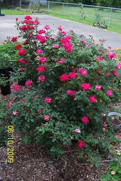 'Double Knock Out ®' rose photo