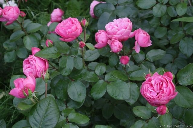 'Leonardo da Vinci ® (Floribunda, Meilland, 1993)' rose photo