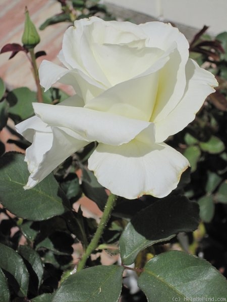 'Honor' rose photo