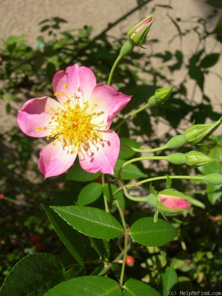 'NESXPPD' rose photo