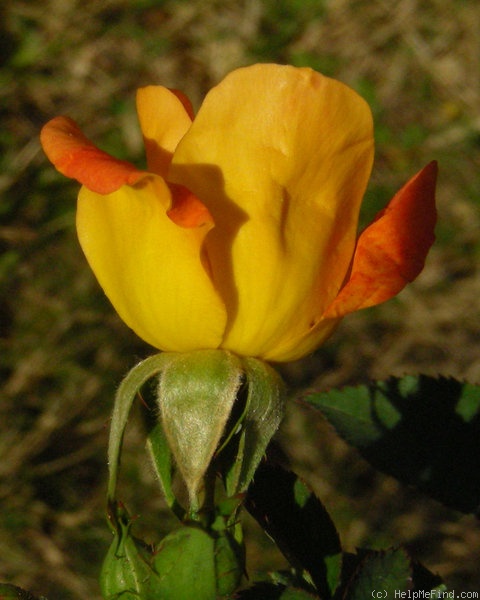 'Candleflame' rose photo
