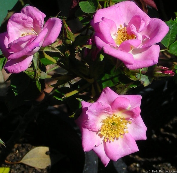 'Violet Cloud' rose photo