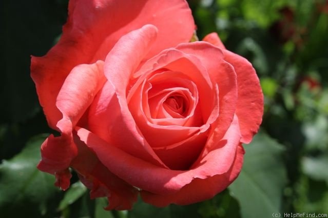 'Dee Dee Bridgewater ®' rose photo