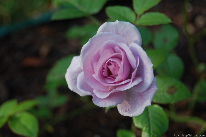 'Enchanted Evening ™' rose photo