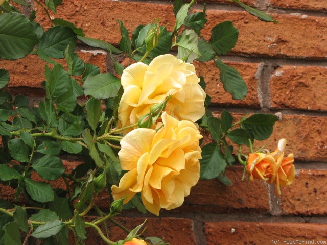 'Chevreuse' rose photo