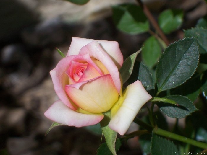 'Ms. Mary' rose photo