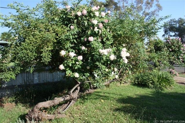 'White Maman Cochet' rose photo