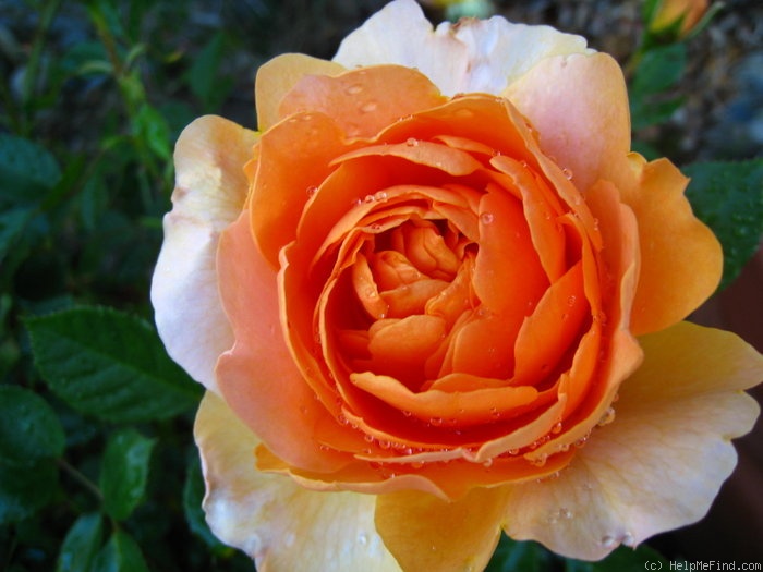 'Golden Buddha' rose photo