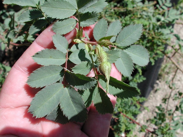 'R. fedtschenkoana' rose photo