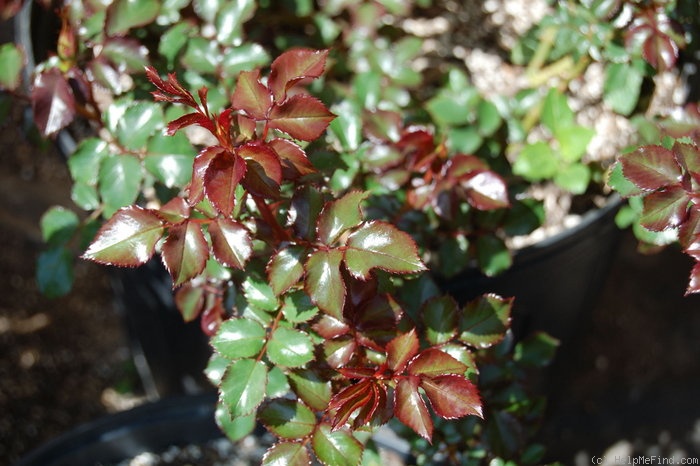 'Alrlington - 078076' rose, click to enlarge 'Alrlington - 078076' rose photo